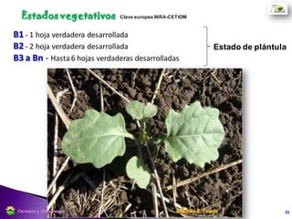 C2 - Entrenudos visibles, vestigios de ramificación principal Elongación
15
Estados vegetativos
Cereales y Oleaginosas
 