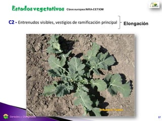 D1 - Inflorescencia visible Elongación
Toledo, 2012
17
Estados reproductivos
Cereales y Oleaginosas
 