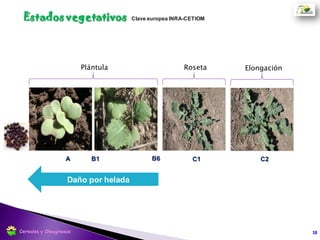 D2 - Botón cubierto. Inflorescencias secundarias visibles Elongación
18
Estados reproductivos
Cereales y Oleaginosas
 