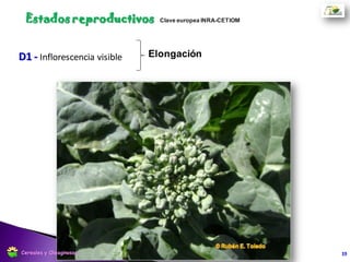 E - Botón separado Elongación
19
Estados reproductivos
Cereales y Oleaginosas
 