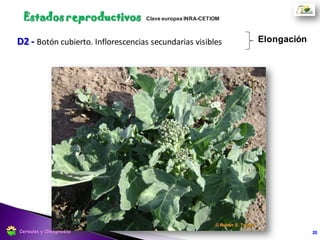 F1 - Primeras flores abiertas Floración
20
Estados reproductivos
Cereales y Oleaginosas
 