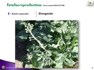 F2 - Alargamiento floral. Numerosas flores abiertas Floración
21
Estados reproductivos
Cereales y Oleaginosas
 