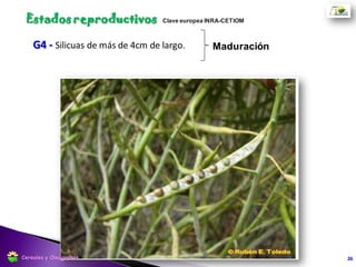 Ciclo ontogénico del cultivoPeriodo
Crítico
N° DE GRANOS
Peso Grano
ACEITE
RENDIMIENTO
26Cereales y Oleaginosas
 