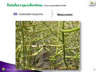 27Cereales y Oleaginosas
 