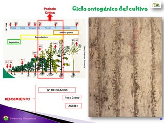 •Temperatura base: 3-7ºC
•Temperatura óptima de suelo para la siembra entre 8 y 10ºC.
•Temperatura óptima de desarrollo: 20ºC (entre 12 y 30ºC)
Establecimiento del cultivo: Temperatura
28Cereales y Oleaginosas
 