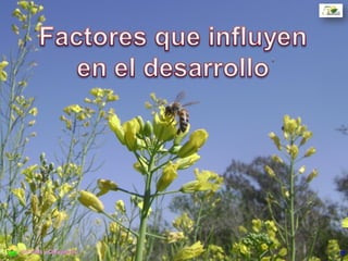 Myers (1982) Vilariño et al., (1998)
Establecimiento del cultivo: Fotoperiodo
Plantas de días largos – ciclos cortos y largos – respuesta cuantitativa
Longituddelperíodo(d)
Fotoperiodo (hs) +-
Umbral crítico
Longituddelperíodo(d)
Fotoperiodo (hs) +-
13-14 hs
Ciclo corto
Ciclo largo
29
Respuesta
cualitativa
Cereales y Oleaginosas
 