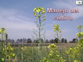 Siembra: Marzo-Abril
Densidad: 85-120 pl m2
Variedades: 5 a 6 kg ha-1
Híbridos: 4 a 5 kg ha-1
Cosecha: diciembre
Cultivares de invierno
34
Época y densidad
Cereales y Oleaginosas
 