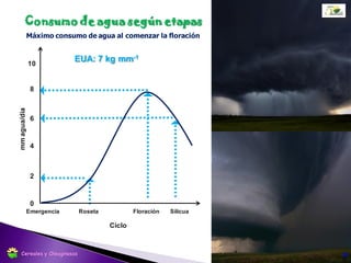 Siembra: Abril-Mayo
Densidad: 80 pl m2
Variedades: 4 a 5 kg ha-1
Híbridos: 3 a 4 kg ha-1
Cosecha: Noviembre
Cultivares de primavera
35
Época y densidad
Cereales y Oleaginosas
 