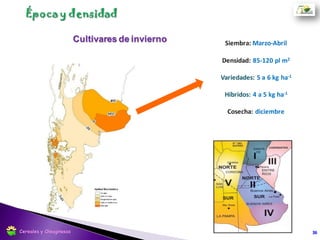 Rendimiento y época de siembra
36Cereales y Oleaginosas
 