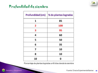  Dosificadores del tipo rodillos acanalados, usados por las sembradoras de
leguminosas (cajón alfalfero) Siempre es conveniente cambiar la relación de
engranajes por la velocidad más baja de manera de poder usar los rodillos lo
más abiertos posible.
 En los tubos de bajada que conectan dosificadores y abresurcos, se debe
verificar que sean de pared interna lisa y que no presenten curvas con la máquina
clavada.
 Es preferible utilizar cuchillas rastrojeras que faciliten el trabajo de las ruedas
tapadoras, las turbo para suelos más francos y las ripley o lisas para suelos más
arcillosos.
40
Siembra
Cereales y Oleaginosas
 
