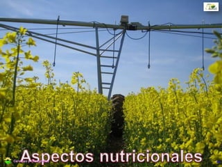 Pulgón ceniciento Brevicoryne brassicae
 Se ubican en colonias en la rama
principal; particularmente presentes en
ambientes secos.
 La mayor sensibilidad comienza desde
elongación de vara floral, y provoca
aborto de silicuas y deformaciones de la
misma.
Control biológico (Hippodamia convergens)
44Cereales y Oleaginosas
 