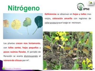 45Cereales y Oleaginosas
 