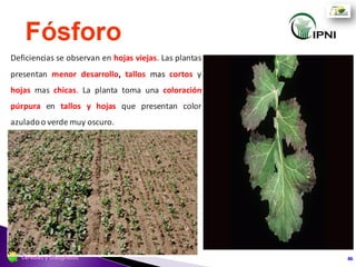  Cultivo virando de verde a verde
amarillento.
 30 – 35% de humedad de grano.
 Color de grano virando de verde a
marrón-negro.
Corte e hilerado
46Cereales y Oleaginosas
 