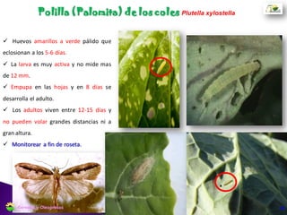  Hileradora con plataforma de
descarga lateral.
Altura de corte donde comienzan las
ramificaciones.
Cosecha con plataforma triguera.
Corte e hilerado
49Cereales y Oleaginosas
 