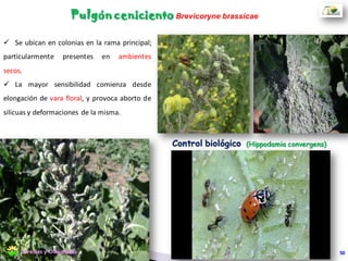  Andana bien colgada.
Corte e hilerado
50Cereales y Oleaginosas
 