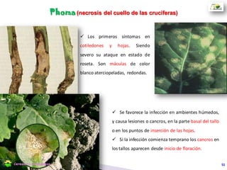  El cultivo presenta el 90 % de
las plantas maduras.
 10 – 15% de humedad de
grano.
 El color de grano es negro
intenso.
 Altura de corte donde
comienzan las ramificaciones.
Cosecha directa
Cereales y Oleaginosas 51Cereales y Oleaginosas
 