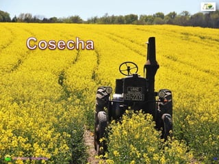 G3 G4 G5
Cosecha directa
52Cereales y Oleaginosas
 