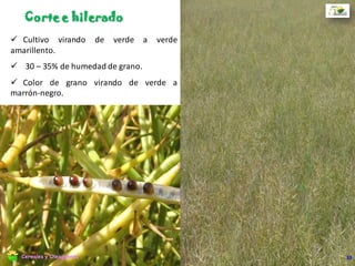 Cosecha directa
Momento oportuno de cosecha
53Cereales y Oleaginosas
 