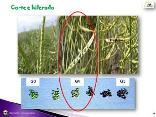  El rozamiento de los puntones laterales del cabezal es una de las principales
causas de perdidas por desgrane.
 Lo recomendable es el uso de cabezales anchos para así reducir el número de
pasadas; con puntones laterales angostos y agudos que separen las plantas
suavemente.
SITUACION FAVORABLE
Puntones laterales angostos.
Cabezal de gran ancho de corte.
25cm
SITUACION DESFAVORABLE
Puntones laterales anchos.
Cabezal de poco ancho de corte.
35cm
Cosecha directa
54Cereales y Oleaginosas
 