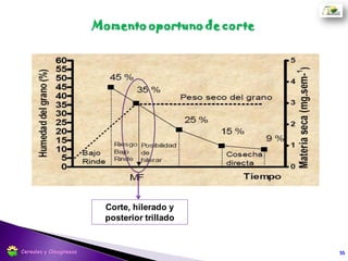 Si el cultivo es muy denso el molinete puede sacarse, y si el mismo es de 6 palas se
recomienda quitar una por medio dejando 3.
Posición vertical: en la que solo los
dientes tocan el cultivo, colocando
una prolongación de los brazos
hidráulicos del control de altura.
Posición horizontal: se desplaza ¾
de su recorrido hacia adelante con
respecto al sinfín.
Cosecha directa
55Cereales y Oleaginosas
 