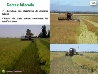 La velocidad periférica del molinete
debe ser ligeramente inferior a la
velocidad de avance de la maquina. Los
dientes deben regularse levemente hacia
adelante.
Debe contar con una pantalla protectora
en el cabezal y debe ser de un tejido de
trama mas fina que el utilizado en sorgo
Cosecha directa
56Cereales y Oleaginosas
 