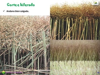 El sinfín debe alejar el material de la barra de corte con suficiente rapidez y
entregue el material en forma continua con mayor concentración en la parte media
del embocador.
Esto se logra prolongando las alas del sinfín unos 20 cm a ambos lados del
embocador
Cosecha directa
57Cereales y Oleaginosas
 