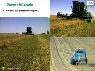 Diferencias entre los dos sistemas de recolección
 Dos operaciones (corte y recolección).  Una sola operación.
 Definir el momento óptimo de cosecha.  Registra humedad adecuada en grano.
 Bajo riesgo de incorporar grano verde.  Alto riesgo de incorporar grano verde.
 Planificar para hilerar oportunamente.  Planificar para cosechar oportunamente.
 Poca maquinaria disponible.  Parque de maquinaria adecuado.
 Se recolecta con humedad de recibo.  Se acondiciona para lograr humedad de
recibo.
 Si se pasa el momento óptimo queda la
alternativa de cosecha directa.
 Si se pasa el momento óptimo se
incrementan las pérdidas.
Hilerado Cosecha
58Cereales y Oleaginosas
 