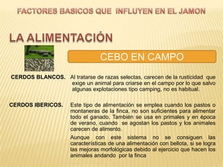 CEBO EN CAMPO
CERDOS BLANCOS. Al tratarse de razas selectas, carecen de la rusticidad que
                exige un animal para criarse en el campo por lo que salvo
                algunas explotaciones tipo camping, no es habitual.

CERDOS IBERICOS.     Este tipo de alimentación se emplea cuando los pastos o
                     montaneras de la finca, no son suficientes para alimentar
                     todo el ganado. También se usa en primales y en época
                     de verano, cuando se agostan los pastos y los animales
                     carecen de alimento.
                     Aunque con este sistema no se consiguen las
                     características de una alimentación con bellota, si se logra
                     las mejoras morfológicas debido al ejercicio que hacen los
                     animales andando por la finca
 