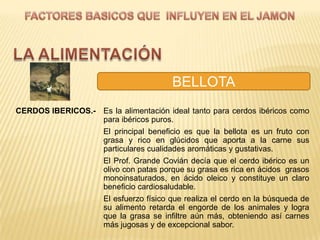 BELLOTA
CERDOS IBERICOS.- Es la alimentación ideal tanto para cerdos ibéricos como
                  para ibéricos puros.
                  El principal beneficio es que la bellota es un fruto con
                  grasa y rico en glúcidos que aporta a la carne sus
                  particulares cualidades aromáticas y gustativas.
                  El Prof. Grande Covián decía que el cerdo ibérico es un
                  olivo con patas porque su grasa es rica en ácidos grasos
                  monoinsaturados, en ácido oleico y constituye un claro
                  beneficio cardiosaludable.
                  El esfuerzo físico que realiza el cerdo en la búsqueda de
                  su alimento retarda el engorde de los animales y logra
                  que la grasa se infiltre aún más, obteniendo así carnes
                  más jugosas y de excepcional sabor.
 