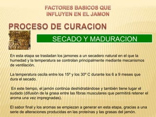 SECADO Y MADURACION

En esta etapa se trasladan los jamones a un secadero natural en el que la
humedad y la temperatura se controlan principalmente mediante mecanismos
de ventilación.

La temperatura oscila entre los 15º y los 30º C durante los 6 a 9 meses que
dura el secado.

 En este tiempo, el jamón continúa deshidratándose y también tiene lugar el
sudado (difusión de la grasa entre las fibras musculares que permitirá retener el
aroma una vez impregnadas).

El sabor final y los aromas se empiezan a generar en esta etapa, gracias a una
serie de alteraciones producidas en las proteínas y las grasas del jamón.
 