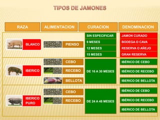 RAZA         ALIMENTACION      CURACION           DENOMINACION

                               SIN ESPECIFICAR    JAMON CURADO

                               9 MESES            BODEGA O CAVA
   BLANCO            PIENSO
                               12 MESES           RESERVA O AÑEJO

                               15 MESES           GRAN RESERVA

                     CEBO                         IBÉRICO DE CEBO

   IBERICO           RECEBO    DE 16 A 30 MESES   IBÉRICO DE RECEBO


                     BELLOTA                      IBERICO DE BELLOTA


                     CEBO                         IBÉRICO DE CEBO

   IBERICO
                     RECEBO    DE 24 A 48 MESES   IBÉRICO DE RECEBO
   PURO
                                                  IBERICO DE BELLOTA
 