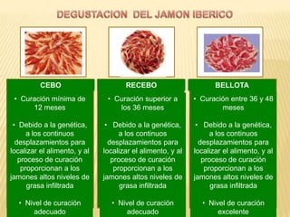 CEBO                       RECEBO                        BELLOTA
 • Curación mínima de          • Curación superior a        • Curación entre 36 y 48
      12 meses                    los 36 meses                      meses

 • Debido a la genética,       • Debido a la genética,       • Debido a la genética,
      a los continuos               a los continuos               a los continuos
  desplazamientos para          desplazamientos para          desplazamientos para
localizar el alimento, y al   localizar el alimento, y al   localizar el alimento, y al
   proceso de curación           proceso de curación           proceso de curación
    proporcionan a los            proporcionan a los            proporcionan a los
jamones altos niveles de      jamones altos niveles de      jamones altos niveles de
      grasa infiltrada              grasa infiltrada              grasa infiltrada

  • Nivel de curación           • Nivel de curación           • Nivel de curación
       adecuado                      adecuado                      excelente
 