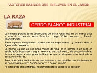 CERDO BLANCO INDUSTRIAL
La industria porcina se ha desarrollado de forma vertiginosa en los últimos años
a base de cruces de razas Yorkshire , Large White, Landrace, y Pietrain
principalmente.
Salvo algunas excepciones, suelen ser de capa blanca y pezuña clara o
ligeramente coloreada
Lo normal es que en sus cinco meses de vida, se le somete a un cebo en
estabulación buscando una gran velocidad de crecimiento, alta proporcionalidad
de carne magra y poca grasa infiltrada ya que su despiece está destinado al
consumo en fresco.
Pero todos estos cerdos tienen dos jamones y dos paletillas que habitualmente
se comercializan como “jamón serrano” o “jamón curado”
Al carecer de grasa infiltrada, no permiten largos periodos de curación
 