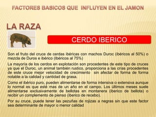 CERDO IBERICO
Son el fruto del cruce de cerdas ibéricas con machos Duroc (ibéricos al 50%) o
mezcla de Duros e ibérico (Ibéricos al 75%)
La mayoría de los cerdos en explotación son procedentes de este tipo de cruces
ya que el Duroc, un animal también rustico, proporciona a las crías procedentes
de este cruce mejor velocidad de crecimiento sin afectar de forma de forma
notable a la calidad y cantidad de grasa.
Como el ibérico puro, pueden alimentarse de forma intensiva o extensiva aunque
lo normal es que esté mas de un año en el campo. Los últimos meses suele
alimentarse exclusivamente de bellotas en montanera (iberico de bellota) o
recibir un complemento de pienso (iberico de recebo).
Por su cruce, puede tener las pezuñas de rojizas a negras sin que este factor
sea determinante de mayor o menor calidad
 