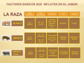 EDAD         PESO
                                     GENETICA        CAPA       PEZUÑA
          SACRIFICIO   SACRIFICIO


                                      CRUCES
                                    Large White,
            5-6         90- 110
BLANCO     MESES        KILOS
                                     Landrace,      BLANCA      CLARA
                                     Pietrain , y
                                        otros



                        13 – 15
                                    Cerda ibérica
                       ARROBAS
            14-16                    y machos       MARRON     MARRON O
IBERICO    MESES                    Duroc al 50     ROJIZO      NEGRA
                        150- 170
                                      ó 75 %
                         KILOS



                         13 – 15
                                    Cerda ibérica
IBERICO                 ARROBAS
             14-16                   inscrita en    COLORADO    NEGRA O
PURO        MESES                       Libro       O NEGRO     MARRON
                         150- 170
                                    Genealógico
                          KILOS
 
