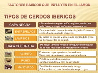 - Tienen bastante proporción de grasa, suelen ser
 CAPA NEGRA       más finos y más pequeños que los colorados
                  Es una variedad que está casi extinguida. Presentan
    ENTREPELAOS
                  cerdas fuertes en todo el cuerpo.
                  Su tocino es espeso y posee más cantidad de grasa
    LAMPIÑOS
                  No tienen cerdas en su piel.
                  -De mayor tamaño y buena configuración muscular
CAPA COLORADA     Se adapta muy bien a la explotación extensiva
                  Posee una capa roja de cerdas sedosas
      RETINTO     Tiene mas musculo que las otras variedades
                  Prácticamente desaparecida
       RUBIO
                  Jamón musculoso y bien desarrollado

     MANCHADO     También llamado manchado de Jabugo
                  Color rubio con manchas de color negro o gris
 