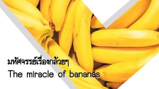 มหัศจรรย์เรื่องกล้วยๆ
The miracle of bananas
มหัศจรรย์เรื่องกล้วยๆ
The miracle of bananas
 
