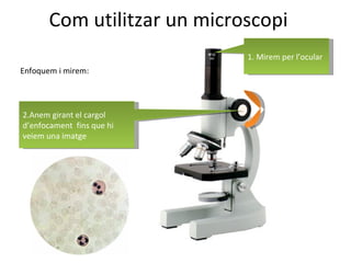 Com utilitzar un microscopi Enfoquem i mirem: 2.Anem girant el cargol d’enfocament  fins que hi veiem una imatge 1. Mirem per l’ocular 