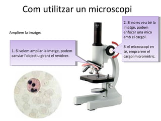Com Utilitzar Un Microscopi Slide 16