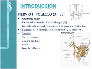 NERVIO HIPOGLOSO (XII pc):
• Puramente motor
Inerva todos los músculos de la lengua (17)
(excepto palatogloso) y musculatura de la región infrahiodea.
• 2 núcleos: N. Principal (suelo IV Ventriculo) y N. Accesorio .
• Trayecto:
Surco preolivar
agujero condíleo
cuello
base de la léngua.
 