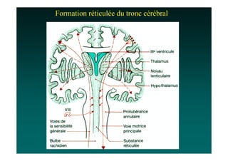 Formation réticulée du tronc cérébral
 