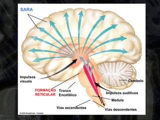 Impulsos  visuais FORMAÇÃO RETICULAR SARA Cerebelo Vias descendentes Medula Impulsos auditivos Vias ascendentes Tronco Encefálico 