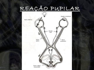 REAÇÃO PUPILAR 