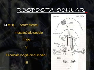 RESPOSTA OCULAR   MOL:  centro frontal  mesencéfalo oposto  FRPP  VI  Fascículo longitudinal medial III 
