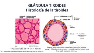 GLÁNDULA TIROIDES
Histología de la tiroides
Tiroglobulina
Molecula contiene
hormonas
tiroideas.
Folículos cerrados 15-500 µm de diámetro
Cuando la secreción de hormonas ha entrado en los folículos
la sangre debe absorberla de nuevo a través del epitelio folicular para
llevarla a la circulación sistémica.SJA.F. Tresguerres & Co. Fisiología humana 3º edición. Editorial: Mc Graw-Hill; 76:969-977
 