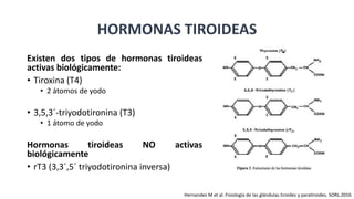 Existen dos tipos de hormonas tiroideas
activas biológicamente:
• Tiroxina (T4)
• 2 átomos de yodo
• 3,5,3´-triyodotironina (T3)
• 1 átomo de yodo
Hormonas tiroideas NO activas
biológicamente
• rT3 (3,3´,5´ triyodotironina inversa)
HORMONAS TIROIDEAS
Hernandez M et al. Fisiología de las glándulas tiroides y paratiroides. SORL.2016
 