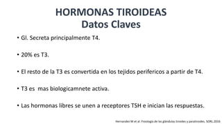 • Gl. Secreta principalmente T4.
• 20% es T3.
• El resto de la T3 es convertida en los tejidos perifericos a partir de T4.
• T3 es mas biologicamnete activa.
• Las hormonas libres se unen a receptores TSH e inician las respuestas.
HORMONAS TIROIDEAS
Datos Claves
Hernandez M et al. Fisiología de las glándulas tiroides y paratiroides. SORL.2016
 