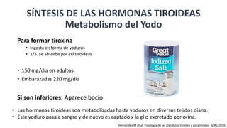 Para formar tiroxina
• Ingesta en forma de yoduros
• 1/5. se absorbe por cel tiroideas
• 150 mg/día en adultos.
• Embarazadas 220 mg/día
Si son inferiores: Aparece bocio
SÍNTESIS DE LAS HORMONAS TIROIDEAS
Metabolismo del Yodo
• Las hormonas tiroideas son metabolizadas hasta yoduros en diversos tejidos diana.
• Este yoduro pasa a sangre y de nuevo es captado x la gl o excretado por orina.
Hernandez M et al. Fisiología de las glándulas tiroides y paratiroides. SORL.2016
 