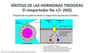 SÍNTESIS DE LAS HORMONAS TIROIDEAS
El simportador Na +/I- (NIS)
Trasporte de los yoduros desde la sangre hasta los folículos tiroideos.
• En contra de gradiente electroquímico
• Proteína transmembrana - Transporte activo secundario
• Na+ hacia el exterior de la célula mediante la ATP-asa de Na+ y K+.
• Produce [I] intracelulares 20-40 veces mayores que [plasma
• Regulador de NIS: Hormona estimuladora del tiroides (TSH).
Hernandez M et al. Fisiología de las glándulas tiroides y paratiroides. SORL.2016
 