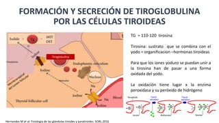 FORMACIÓN Y SECRECIÓN DE TIROGLOBULINA
POR LAS CÉLULAS TIROIDEAS
TG = 110-120 tirosina
Tirosina: sustrato que se combina con el
yodo = organificacion –hormonas tiroideas
Para que los iones yoduro se puedan unir a
la tirosina han de pasar a una forma
oxidada del yodo.
La oxidación tiene lugar x la enzima
peroxidasa y su peróxido de hidrógeno
Tiroglobulína
Vesiculas
Citoplasma
Hernandez M et al. Fisiología de las glándulas tiroides y paratiroides. SORL.2016
 